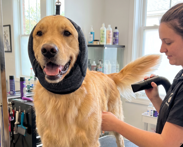 Calm grooming with the dryer