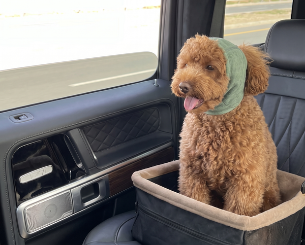 Easy travel & car rides